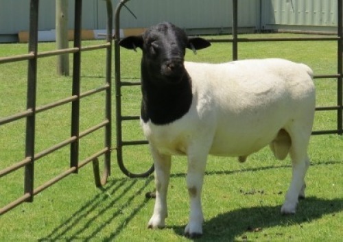 1 X DORPER T3 COLOUR RAM