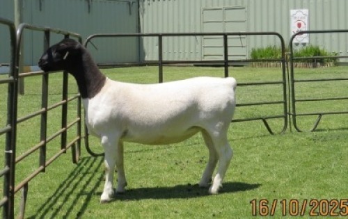 1 X DORPER T5 EWE