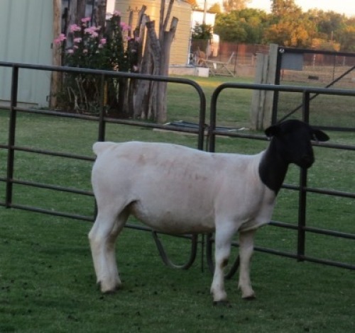 1 X DORPER T5 EWE