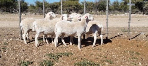 5 X VAN ROOY TIPE SKAAP EWE TAT SCHOLTZ - VAN ROOY TIPE (Per Piece to take the lot) 
