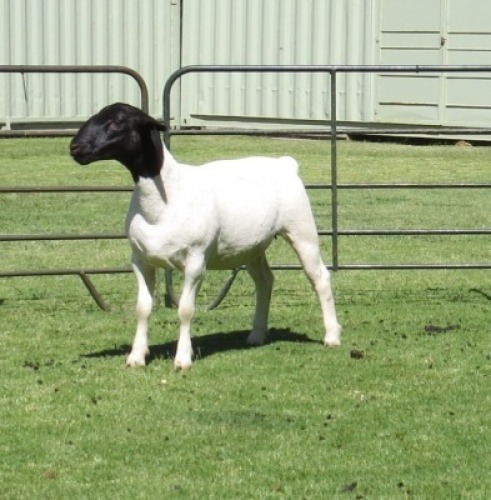 1 X DORPER T5 EWE