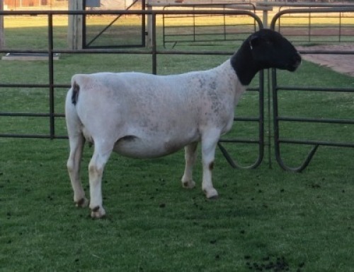 1 X DORPER T5 EWE