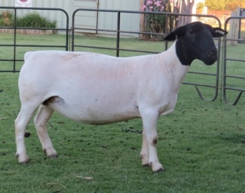 1 X DORPER T5 EWE