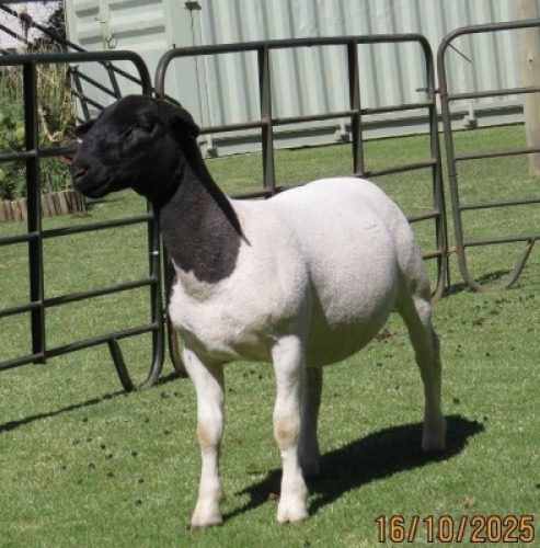 1 X DORPER T5 EWE