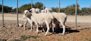 5 X VAN ROOY X SKAAP EWE TAT SCHOLTZ - VAN ROOYEM'S (Per Piece to take the lot)