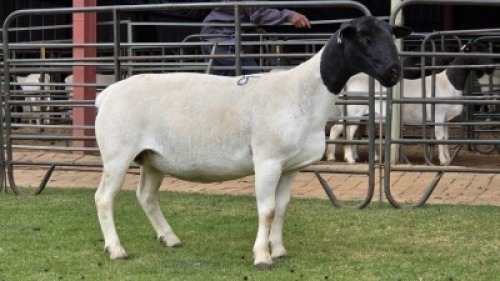 1 X DORPER T5 EWE