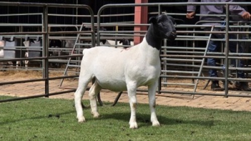 2+1 X DORPER T3 COLOUR EWE (Per item to take the lot)