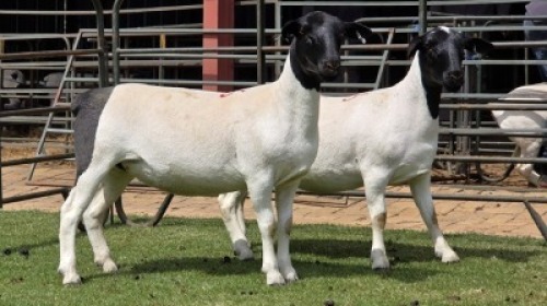 2 X DORPER T3 COLOUR EWE (Per item to take the lot)
