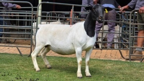 1 X DORPER T3 EWE