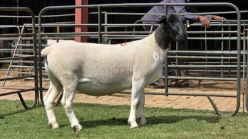1 X DORPER T3 EWE