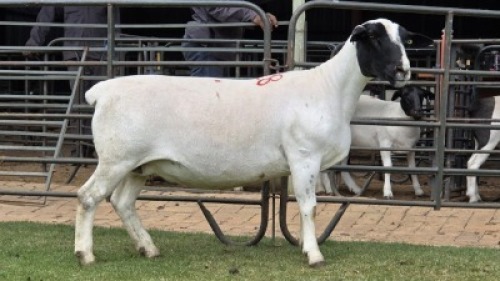 1 X DORPER T3 COLOUR EWE