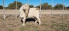 1 X SAVANNA TIPE BOK RAM TAT SCHOLTZ - SAVANNA TIPE