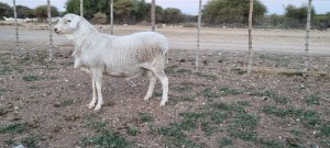 1 X VAN ROOY TIPE SKAAP RAM TAT SCHOLTZ - VAN ROOY TIPE 