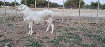 1 X VAN ROOY TIPE SKAAP RAM TAT SCHOLTZ - VAN ROOY TIPE