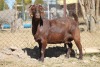 1 X KALAHARI RED GOAT EWE STRAM HOLDINGS - KALAHARI RED EWE