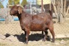 1 X KALAHARI RED GOAT EWE STRAM HOLDINGS - KALAHARI RED EWE - 2