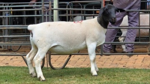 1 X DORPER T4 EWE