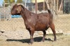 1 X KALAHARI RED GOAT EWE STRAM HOLDINGS - KALAHARI RED EWE - 3