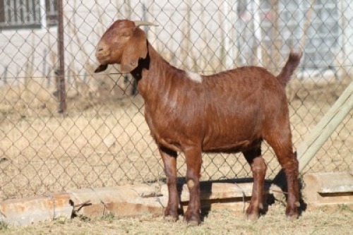 1 X KALAHARI RED GOAT EWE STRAM HOLDINGS - KALAHARI RED