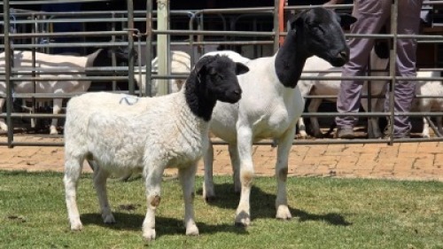 1+1 X DORPER T5 EWE