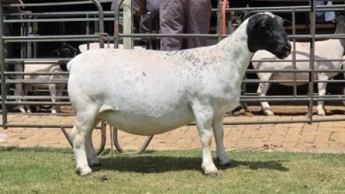 1 X DORPER T5 EWE
