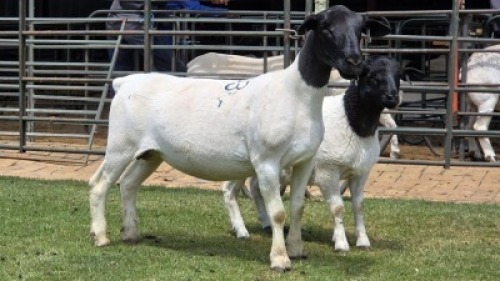 1+1 X DORPER T5 EWE