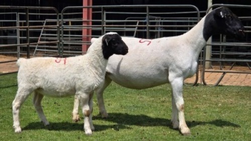 1+1 X DORPER T4 EWE