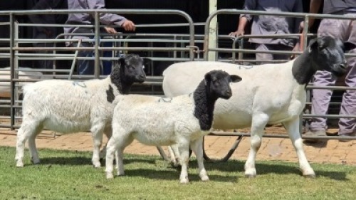 1+2 X DORPER T5 EWE