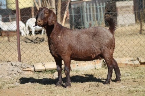 1 X KALAHARI RED GOAT EWE STRAM HOLDINGS - KALAHARI RED 