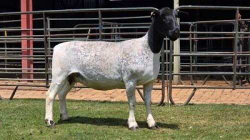 1 X DORPER T5 EWE