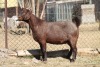 1 X KALAHARI RED GOAT EWE STRAM HOLDINGS - KALAHARI RED - 3