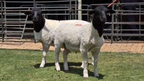 2 X DORPER COMMERCIAL RAM (Per animal to take the lot)
