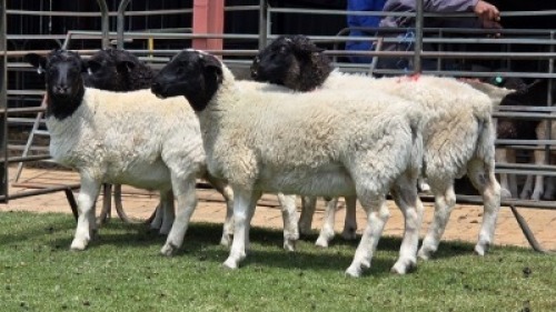 4 X DORPER COMMERCIAL RAM (Per animal to take the lot)