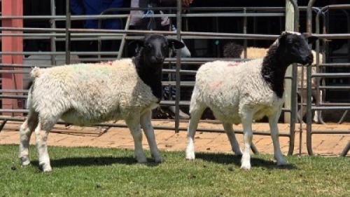 2 X DORPER COMMERCIAL RAM (Per animal to take the lot)