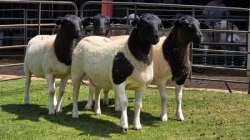 4 X DORPER COMMERCIAL EWE (Per animal to take the lot)
