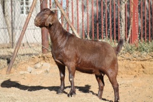 1 X KALAHARI RED GOAT EWE STRAM HOLDINGS - KALAHARI RED