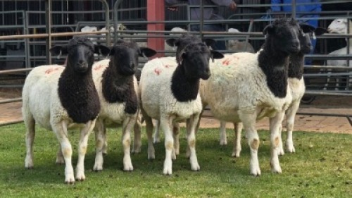 6 X DORPER COMMERCIAL EWE (Per animal to take the lot)