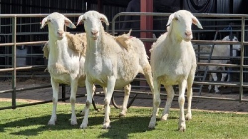 3 X Van Rooy/Van Rooy Cross EWE (Per animal to take the lot)