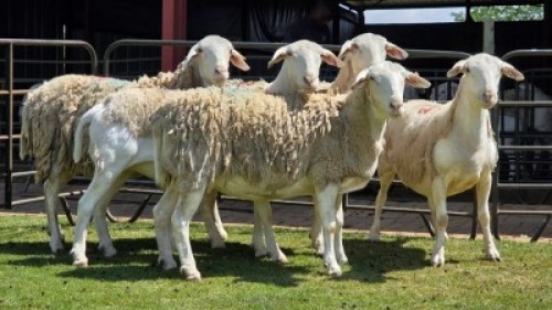 5 X Van Rooy/Van Rooy Cross EWE (Per animal to take the lot)