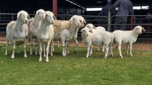 5+4 X Van Rooy/Van Rooy Cross EWE (Per animal to take the lot)