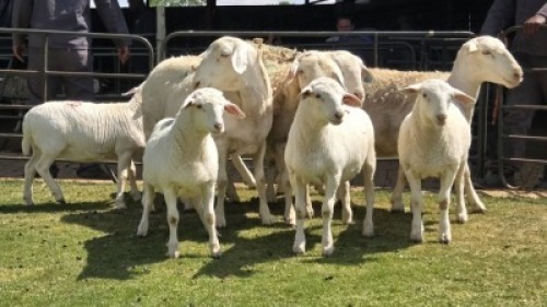 4+4 X Van Rooy Dorper Cross EWE (Per animal to take the lot)
