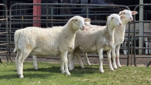 4 X Van Rooy/Van Rooy Cross EWE (Per animal to take the lot)