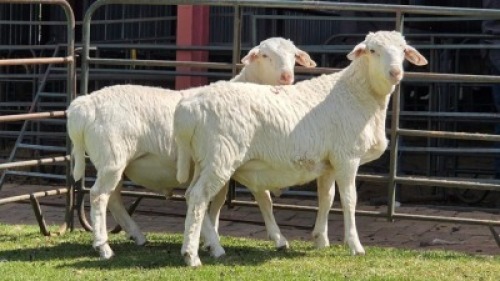 2 X Van Rooy/Van Rooy Cross RAM (Per animal to take the lot)