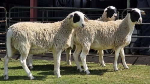 4 X Van Rooy Dorper Cross EWE (Per animal to take the lot)
