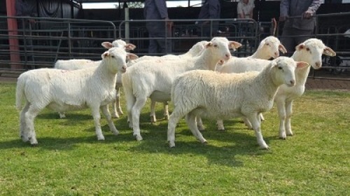 8 X Van Rooy Dorper Cross RAM (Per animal to take the lot)