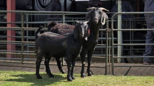 1+1 X Blackberry Goat DOE