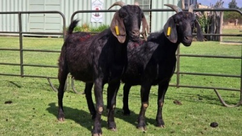 2 X Blackberry Goat DOE (Per animal to take the lot)