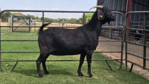 1 X Blackberry Goat DOE