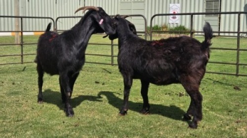 2 X Blackberry Goat DOE (Per animal to take the lot)