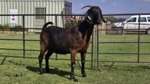1 X Blackberry Goat DOE